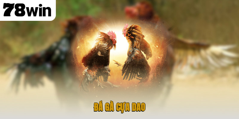 Đá gà cựa dao
